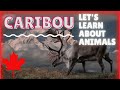 Caribou: Characteristics and Threats