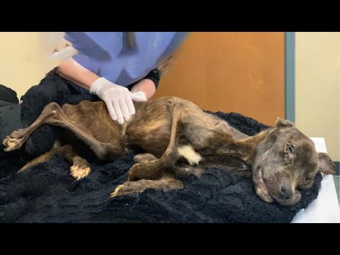 Starved and betrayed, this dog’s journey from despair to joy proves justice and love win!