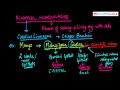 Binomial Nomenclature and Scientific Names
