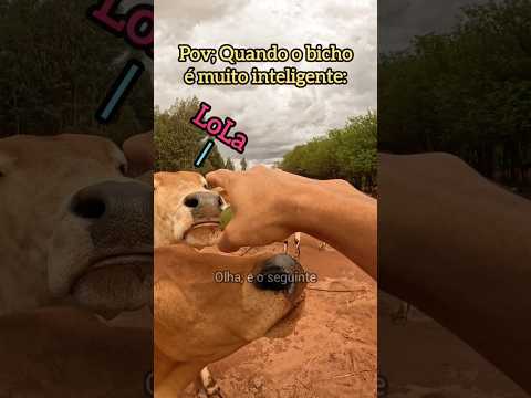 A VACA MAIS INTELIGENTE DO MUNDO#agro#roça#explorar#shorts