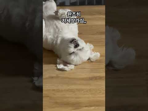 2시간 산책쯤은 껌이야,,,,#산책후 #기절 #못일어나심 #뚜뚜 #뚜뚜빠숑 #강아지 #강아지일상 #dog #doglover #dogshorts #doglife