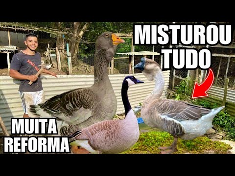 Muitos DESAFIOS na Reforma das Baias | Gansos Misturados | Como ficou o ovo de Gesso | Aves Recriar