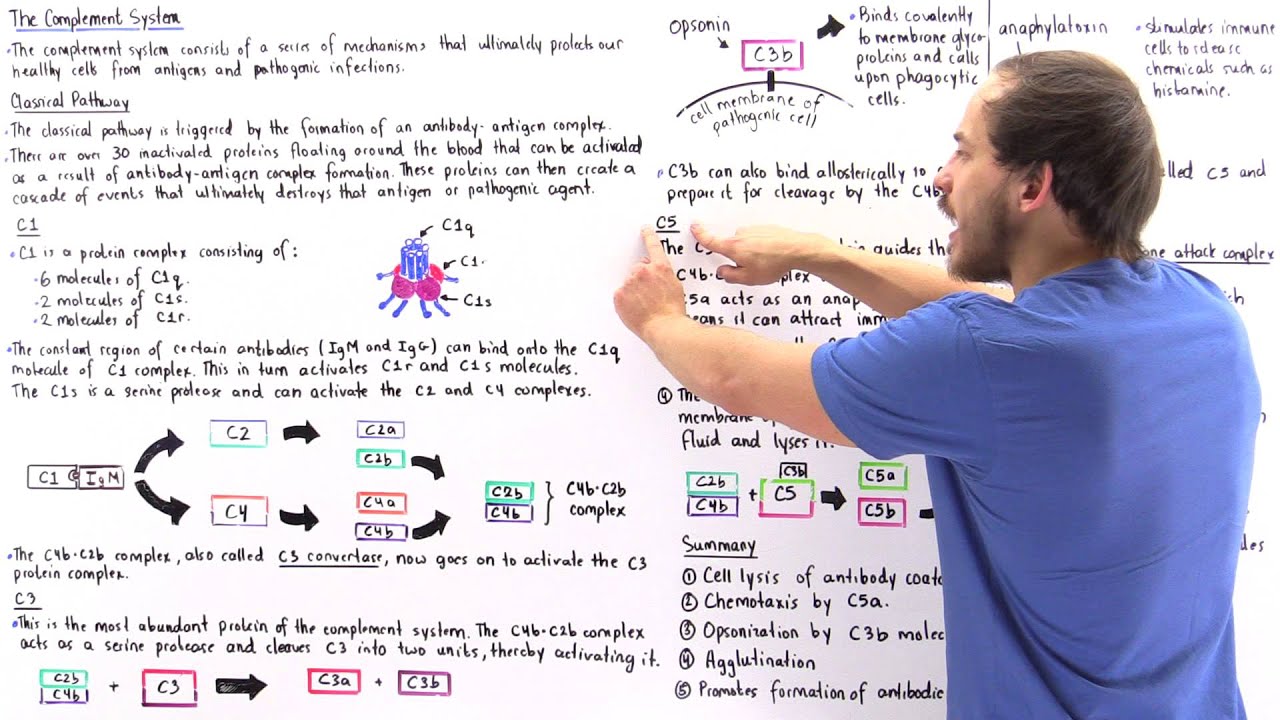 AK Lectures - Classical Pathway of Complement System