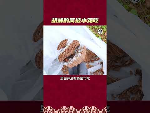 胡蜂的窝被小鸡吃