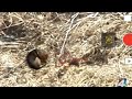 Drone Technology in Pet Rescue