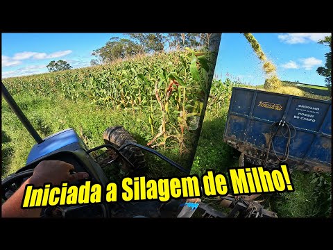 INICIAMOS O CORTE DE MILHO PARA SILAGEM! MILHO MUITO SUJO MAS A ENSILADEIRA TA CORTANDO TUDO!