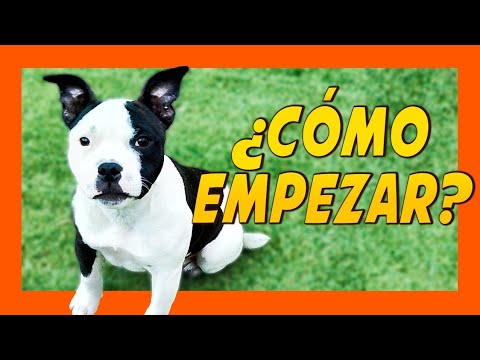 PRIMERAS LECCIONES para EDUCAR a un PERRO CACHORRO 🐶 | Adiestramiento Canino 🐾