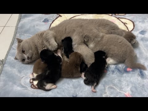 Short-legged mother cat takes care of 7 kittens with fur of many different colors.