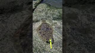 #pesca #fishing ##lenguado #fluke #flounder #raritanbay