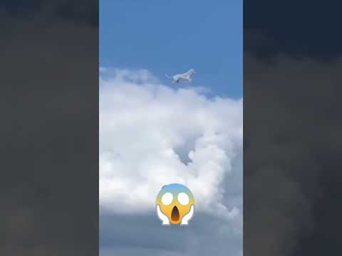 What is that ?  #shorts #shortvideo  #short