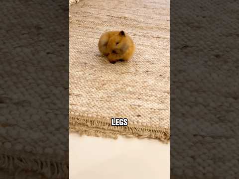 Short-tempered little bunny✨🐇#shortvideo #cute #animal #bunny #pets