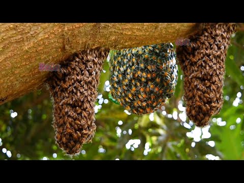 Bee in the Forest - Fly Videos