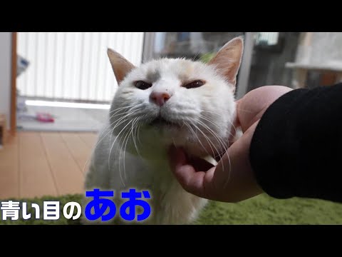 弱ってうずくまっていた所を保護した猫が家族になってからの記録　青い目のあお後編