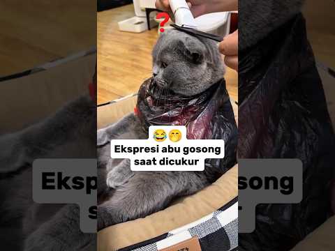 Ekspresi abu gosong saat dicukur😂🤭#feedshorts #kucinglucu #funnyshorts