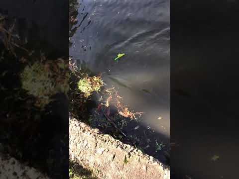 Bird Fishing Lure