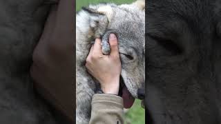 Kurt böyle sevilir! #czechoslovakian_wolfdog