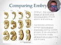 Exploring Evidence of Evolution