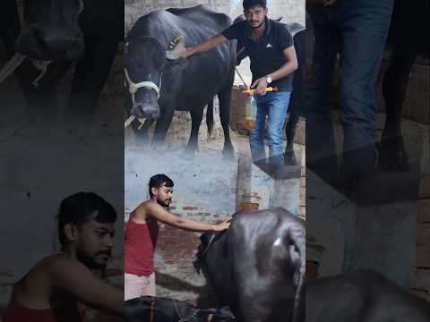 गाय और भैंसों के ऊपर से मक्खी और मच्छर दूर करें विज्ञान से!🐄😲✅ #science