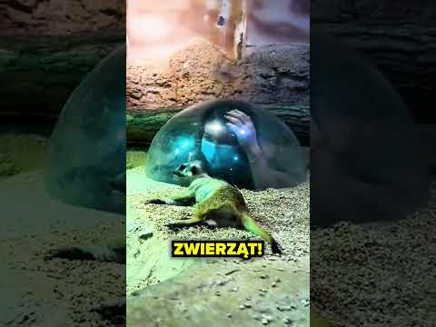 ZASKOCZYŁA GO!😅