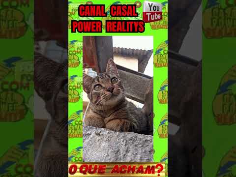 O PODER DOS GATOS PARA ENERGIZAR SUA CASA #casalpowerrealitys #amoraosanimais