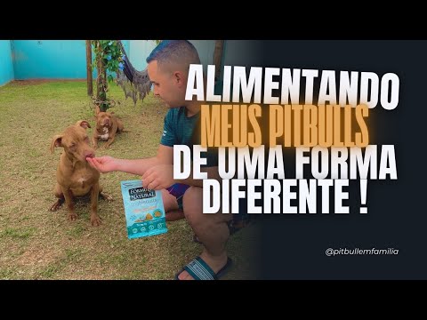 ALIMENTANDO MEUS PITBULLS DE UM JEITO DIFERENTE !!! Assistam e descubram como ! #pitbull