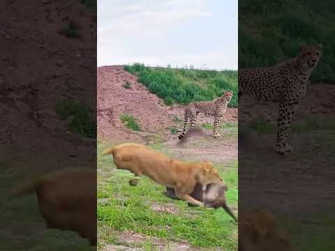 Lion envelops warthog with one leap, close up view of wild animals