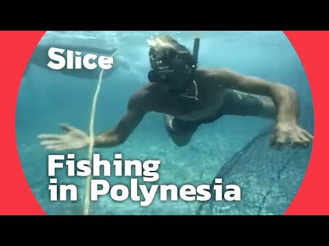YouTube video thumbnail: Polynesian Fishing: From the Ocean to Papeete’s Market