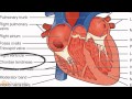 Heart Anatomy and Function Assessment