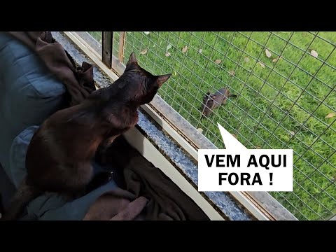 E assim foram esses 40 dias de sofrimento do Juninho !!