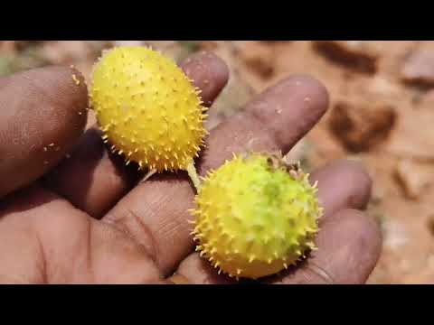 ఈ కాయలు దొరికితే కేజీ బంగారం దొరికినట్టే | Rasamani Uses | Dhana Aakarshana |