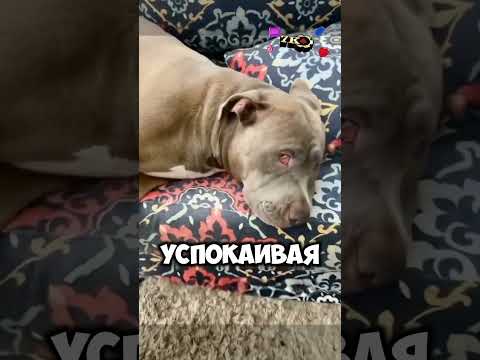 Новая жизнь для старой собаки: как щенок помог собаке-матери справиться с депрессией