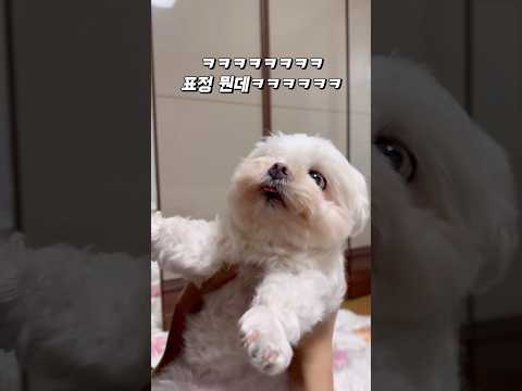 엑스레이 원본 영상