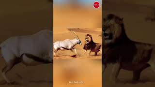 ये है रेगिस्तान का भूत जो जंगल के राजा शेर से भी नही डरता #short #facts
