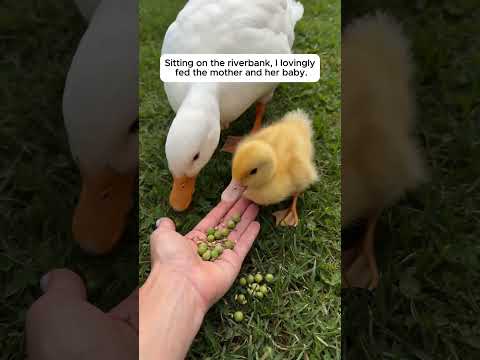 She Reunited A Trapped Duckling With Its Mother ❤️ #shorts