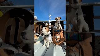愛犬と絆を育むテーマパーク#shorts #犬