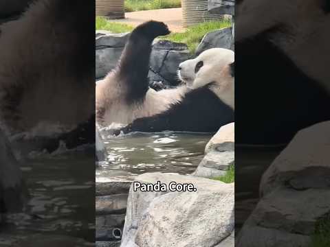 Panda 🐼 #foryou #funny #panda #pandas #fyp #cute