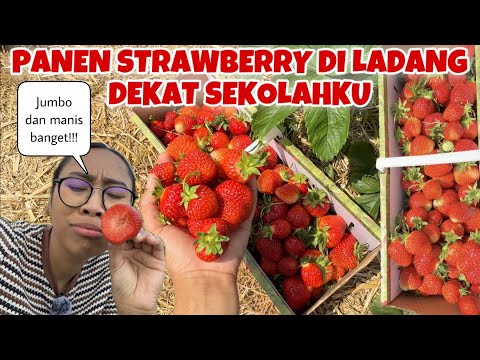 KABUR DARI SEKOLAH DEMI BISA PANEN STRAWBERRY DI LADANG