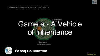 Gamete - A Vehicle of Inheritance