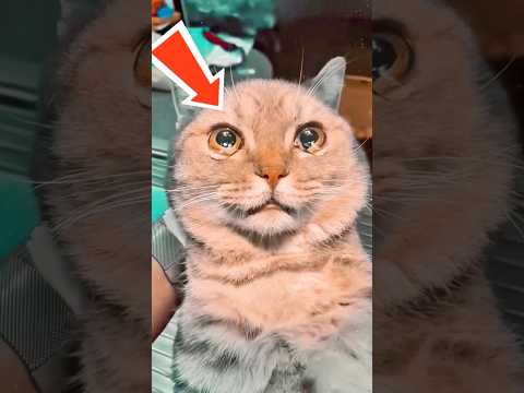 How long would you miss your kitten ๐ฟ #shorts #kitten