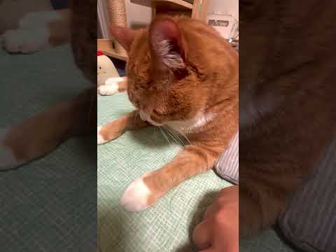 뭐하냥?...오늘의 고양이는 누구냐옹🐾매일 귀여운 고양이 보러오세요@cute._.dailycat 팔로우 감사합니다❤...Credit : @yanneow