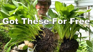 Free Hostas! Sharp Shovel Required