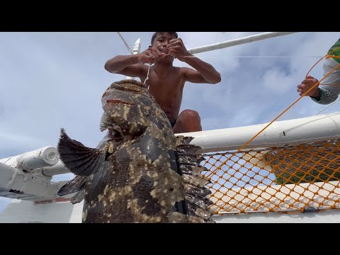 Huge Marble Grouper