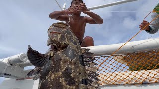 Huge Marble Grouper
