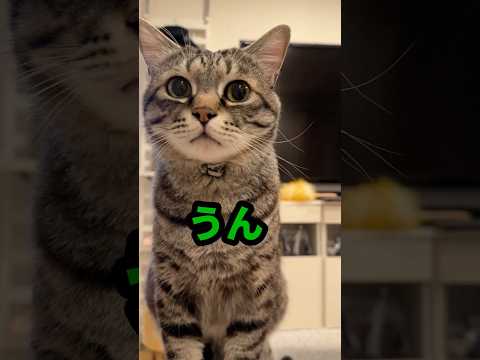 「うん」が可愛いすぎる保護猫ピノちゃま❤️ママ褒めまくる😂❤️ #保護猫 #猫