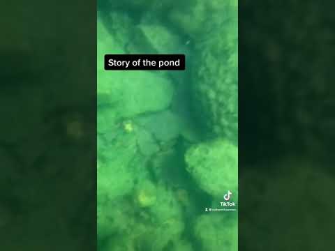 The pond video that started it all