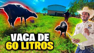 Como fazer ? UMA VACA DE LEITE DE 60 LITROS