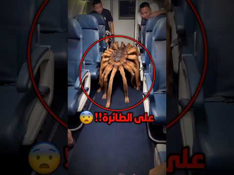 صدمة على متن الطائرة!! 😨 #shortvideo #short