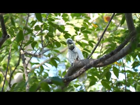 YouTube video thumbnail: Nest Boxes Help Survival of Yellow-Crested Cockatoo
