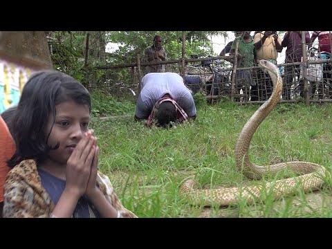 पूजा घर में छुपा था बेहद खतरनाक और आक्रामक कोबरा साँप – देखो आगे क्या हुआ Spectacled Cobra Rescue