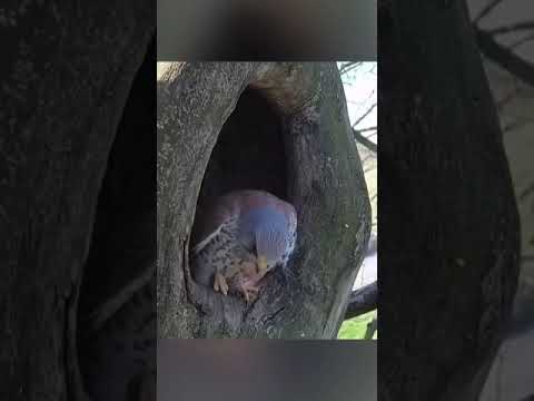 Falcon's revenge #trending#nature
